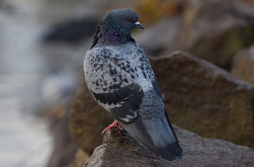  Güvercin Yetiştiriciliğinde Başarı İçin Temel İpuçları ve Stratejiler